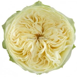 Lovely Harper Rose丨Flower Gardens