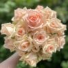 MAlsie+ Rose丨Flower Gardens