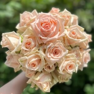 MAlsie+ Rose丨Flower Gardens