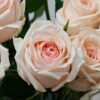MAlsie+ Rose for sale丨Flower Gardens