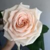 MAlsie+ Rose丨Flower Gardens