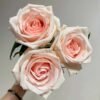 MAlsie+ Rose plant丨Flower Gardens