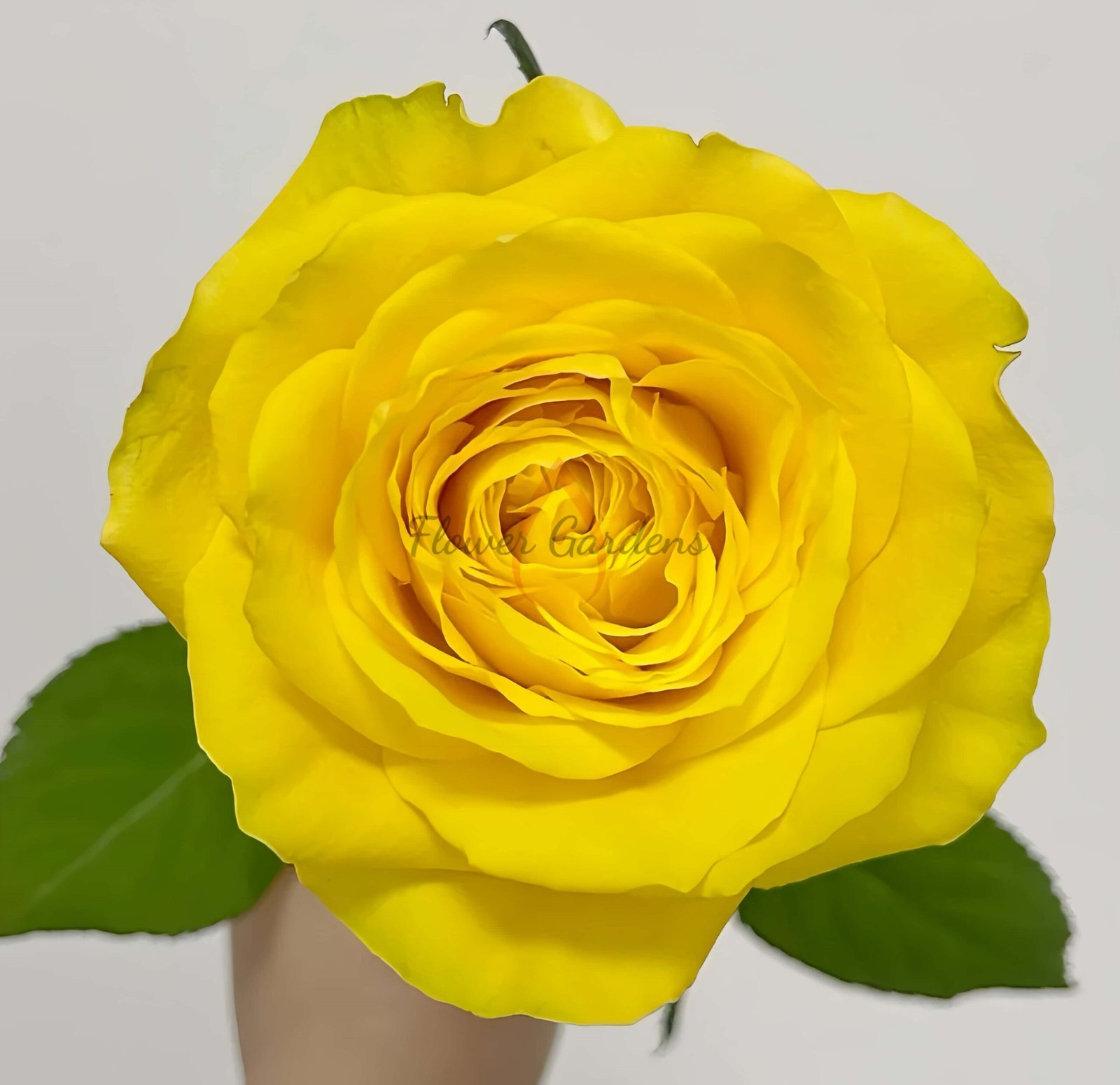 Moonwalk Rose丨Flower Gardens