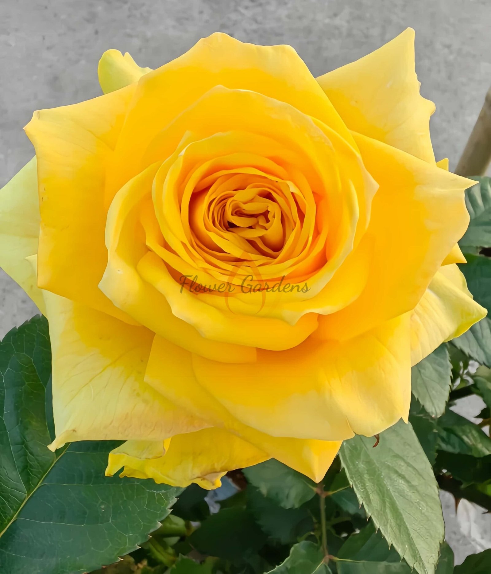 Moonwalk Rose for sale丨Flower Gardens