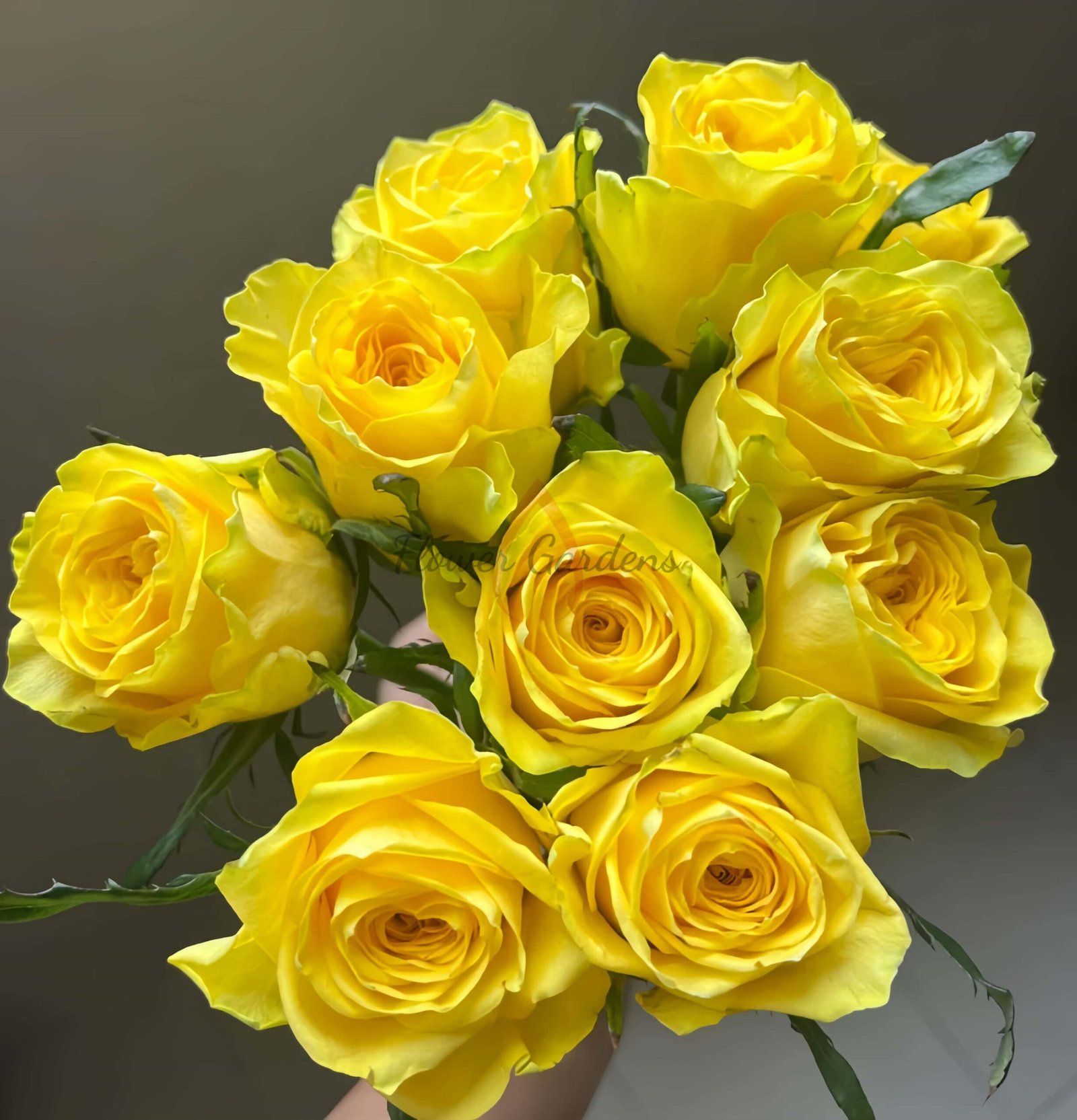 Moonwalk Rose丨Flower Gardens