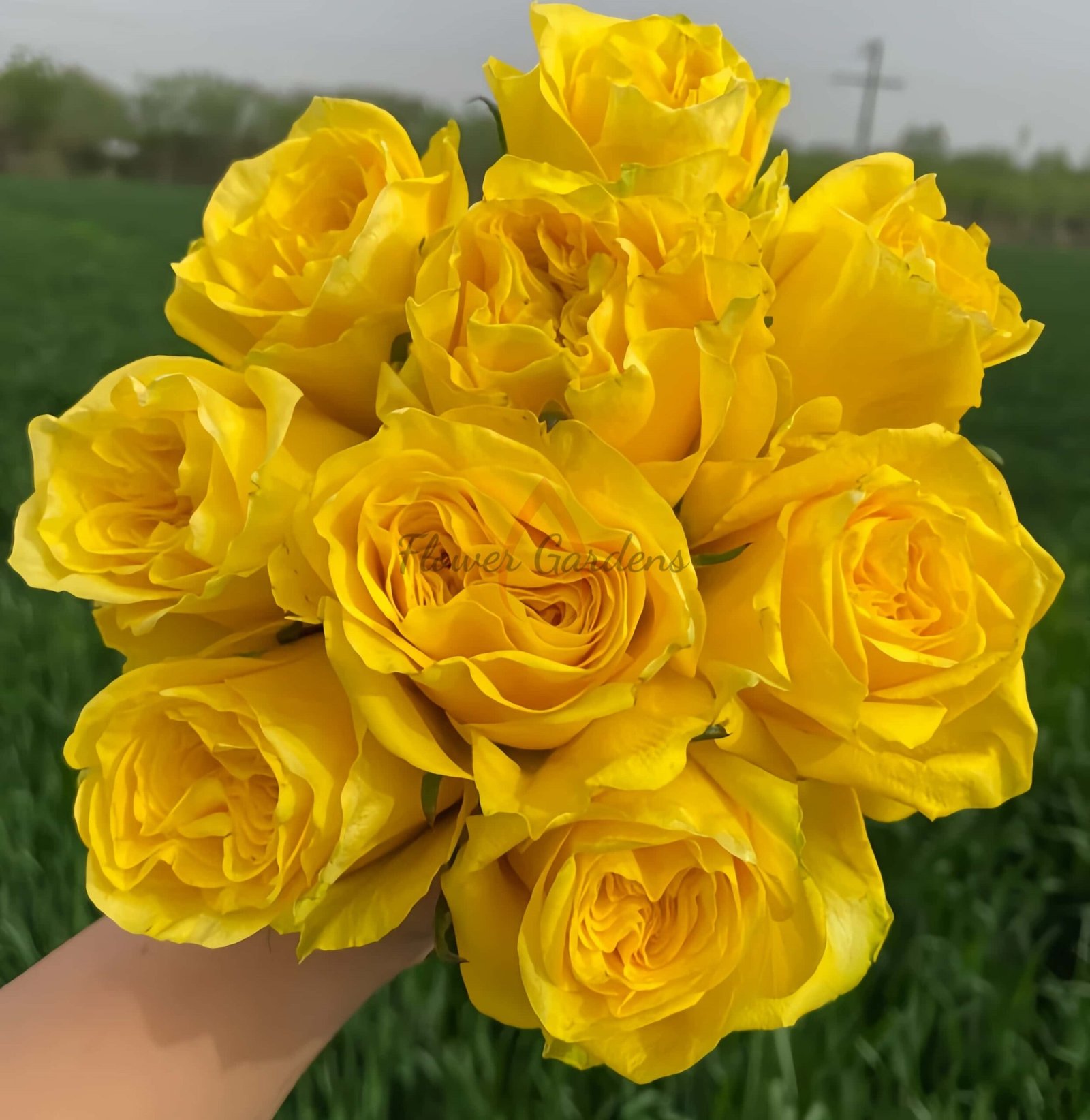 Moonwalk Rose plant丨Flower Gardens