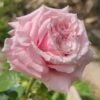 Niannujiao Rose丨Flower Gardens