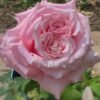 Niannujiao Rose for sale丨Flower Gardens
