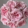 Niannujiao Rose plant丨Flower Gardens