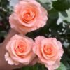 Pink Petticoat Rose plant丨Flower Gardens