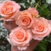 Pink Petticoat Rose丨Flower Gardens