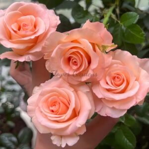 Pink Petticoat Rose丨Flower Gardens