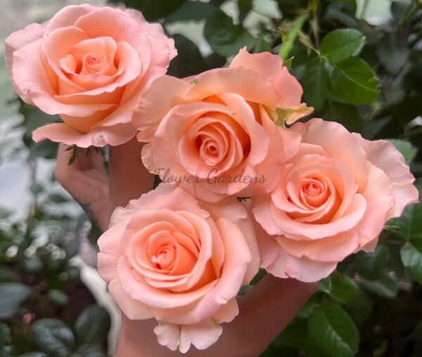 Pink Petticoat Rose丨Flower Gardens