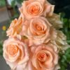 Pink Petticoat Rose for sale丨Flower Gardens