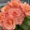 Pink Petticoat Rose丨Flower Gardens