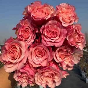 Ramonda Rose for sale丨Flower Gardens