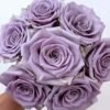 Shocking Blue Rose plant丨Flower Gardens