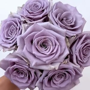 Shocking Blue Rose plant丨Flower Gardens