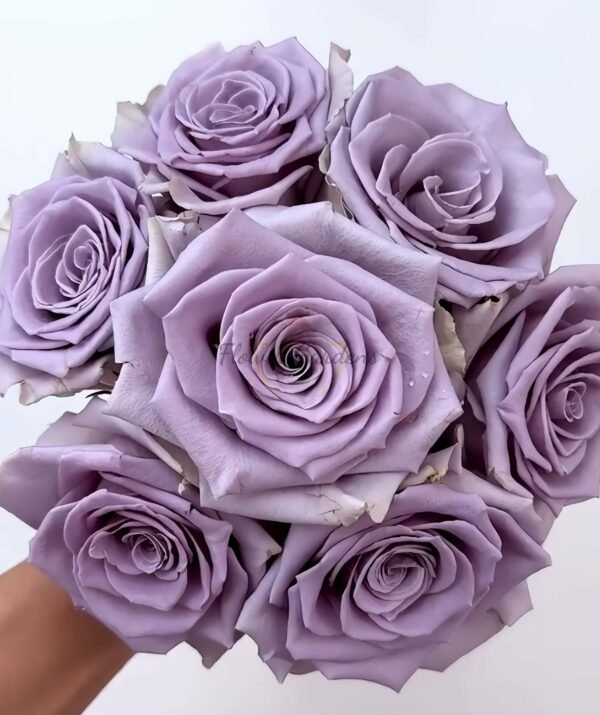 Shocking Blue Rose plant丨Flower Gardens