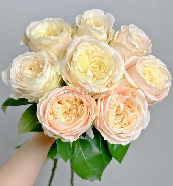 Ailor Rose丨Flower Gardens