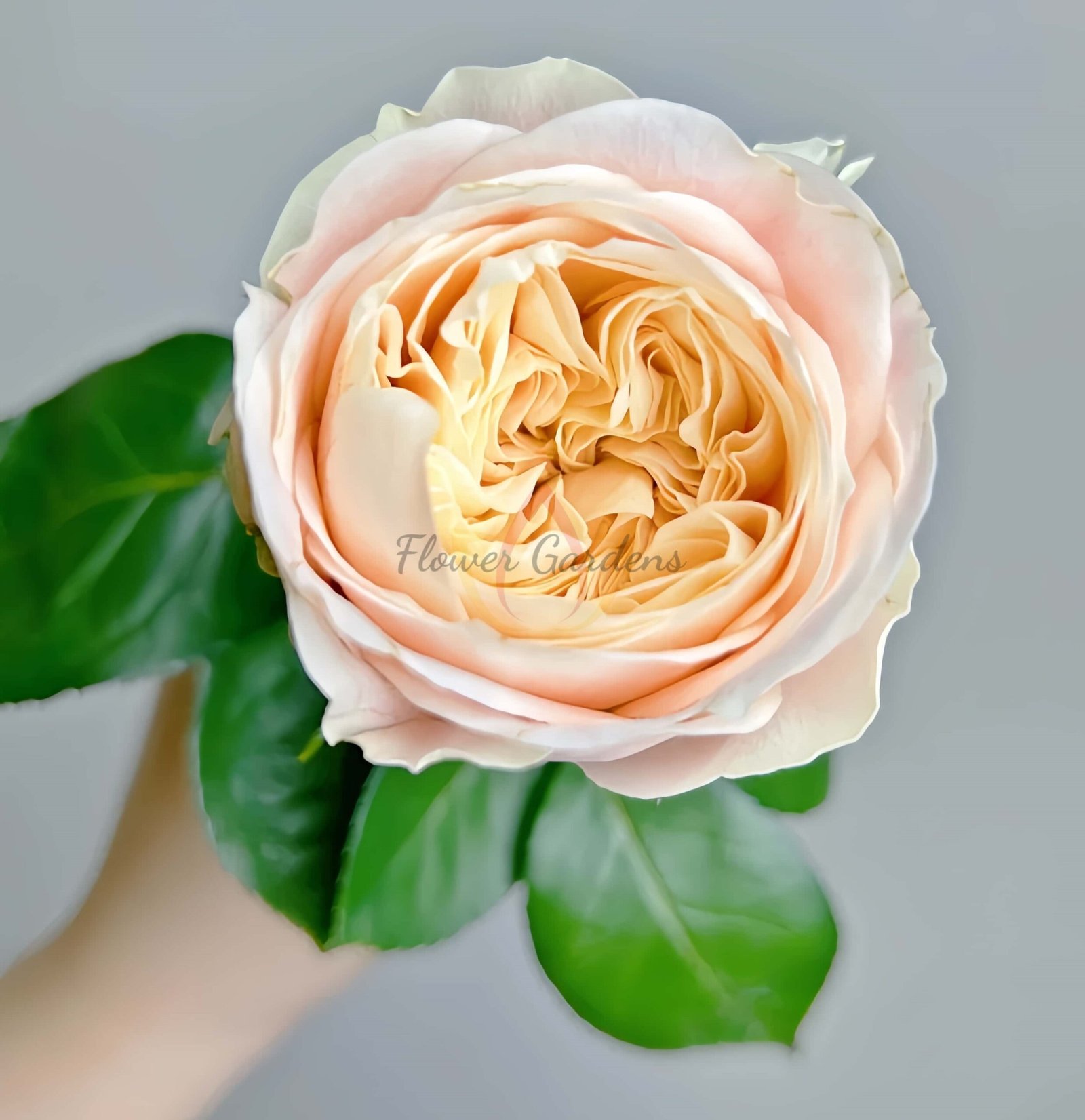 Ailor Rose丨Flower Gardens