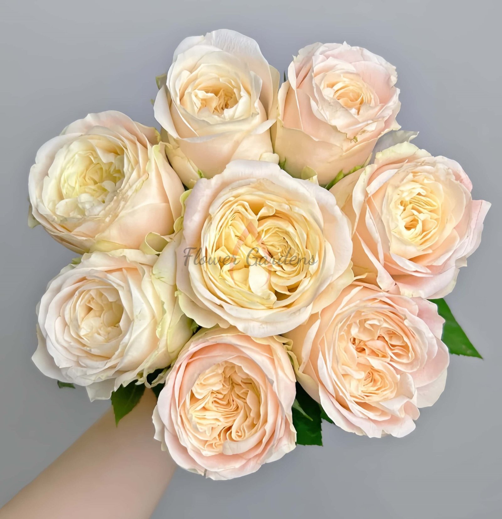 Ailor Rose for sale丨Flower Gardens