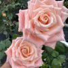 Almond Milk Candy Rose丨Flower Gardens