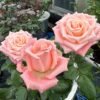 Almond Milk Candy Rose for sale丨Flower Gardens