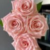 Almond Milk Candy Rose丨Flower Gardens