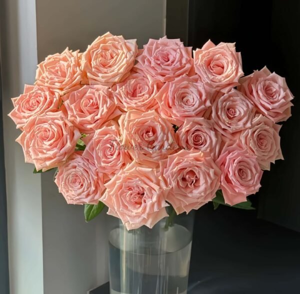 Almond Milk Candy Rose plant丨Flower Gardens
