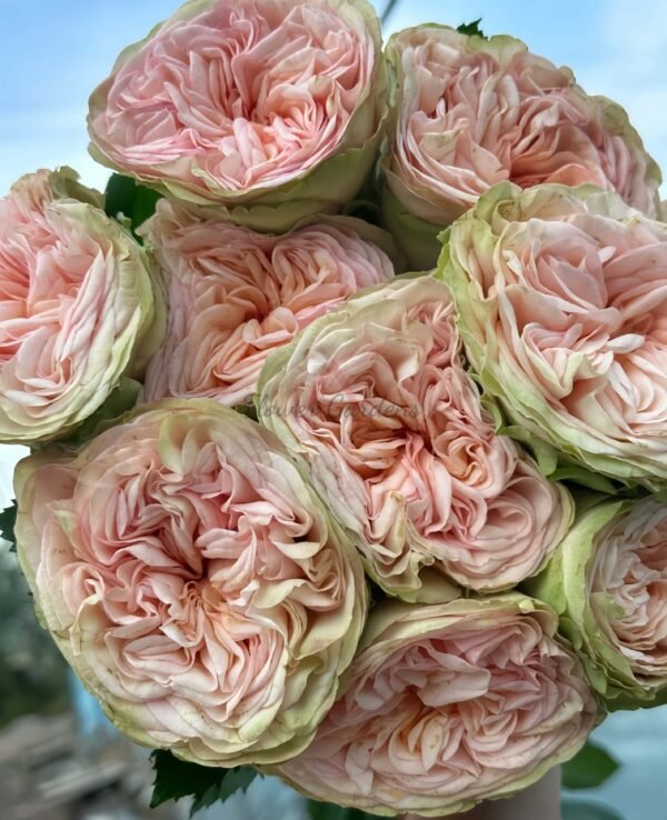 Amberley Park Rose丨Flower Gardens