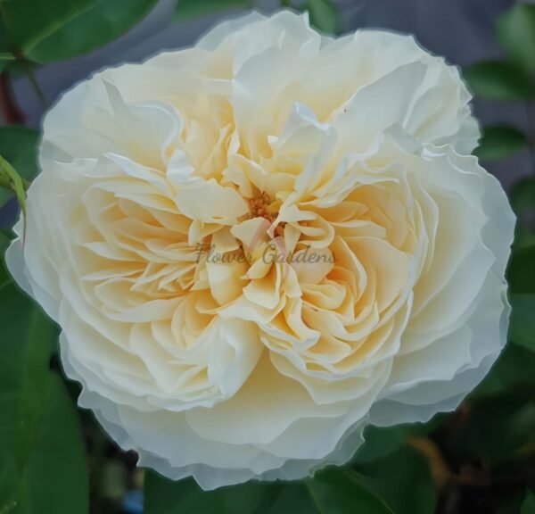 Antonia Garden Rose plant丨Flower Gardens
