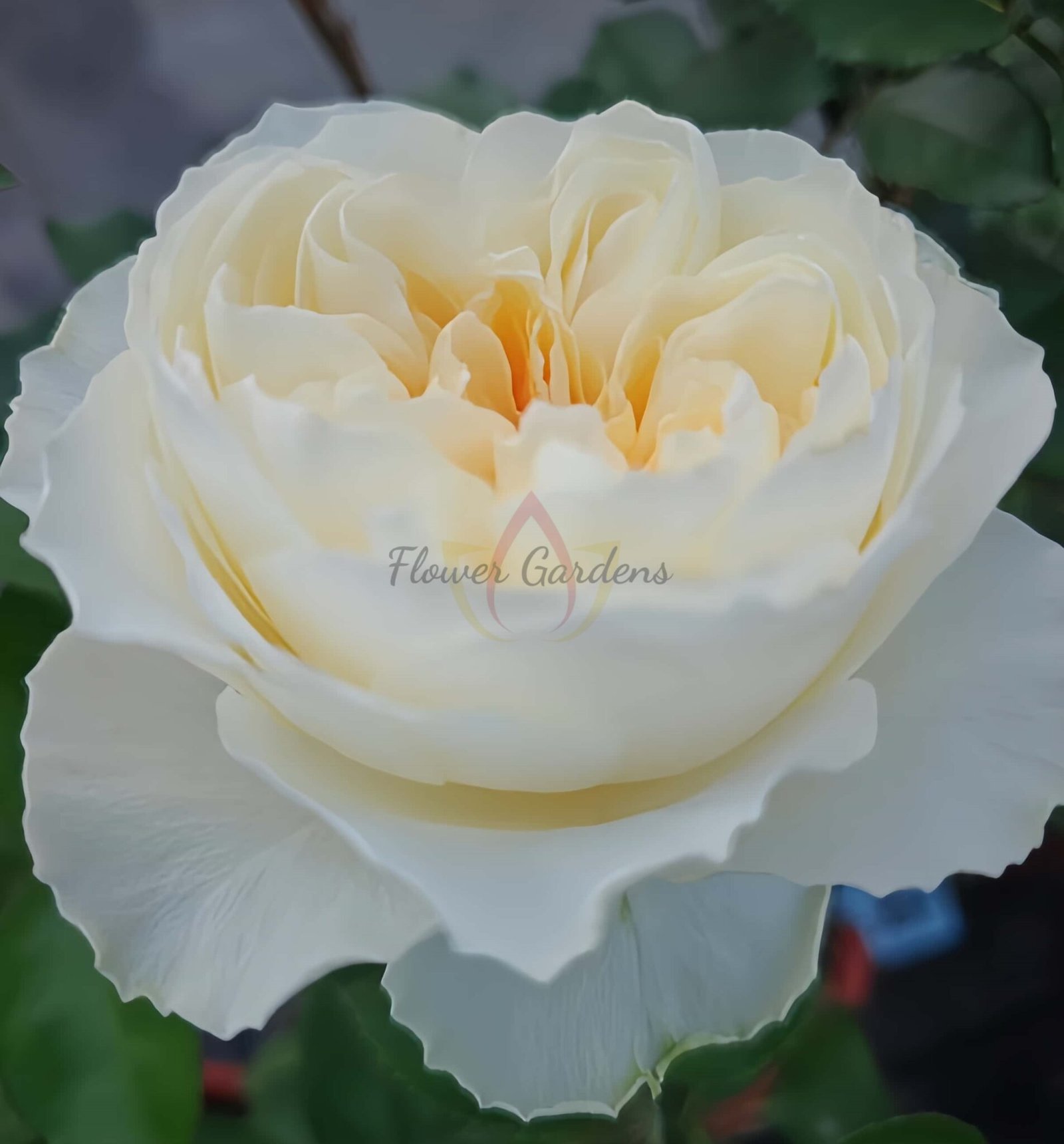 Atinan Roses Antonia Garden Rose Plant|安东尼亚花园
