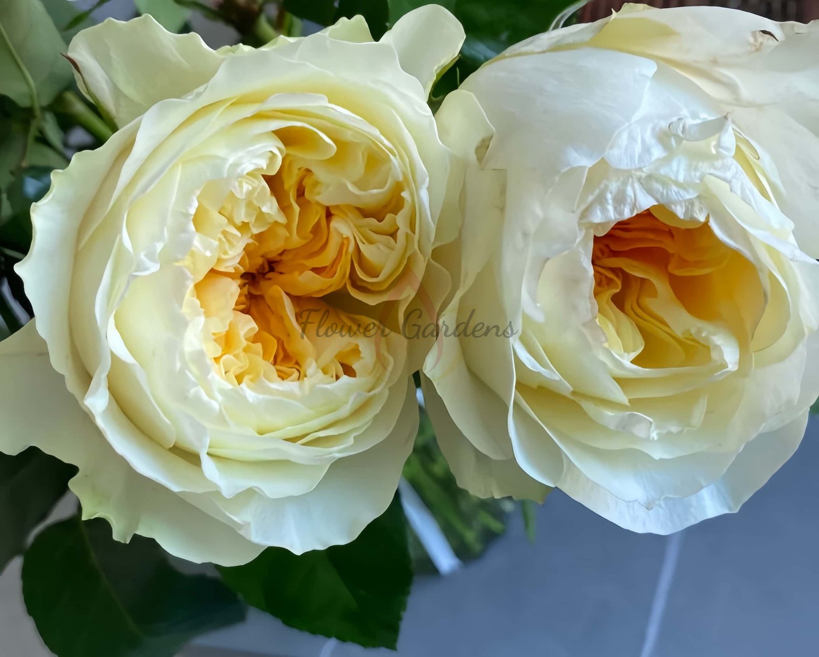 Antonia Garden Rose Plant|安东尼亚花园 -