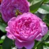 BAle des Anges Romantica1 BAle des Anges Romantica Rose plant丨Flower Gardens