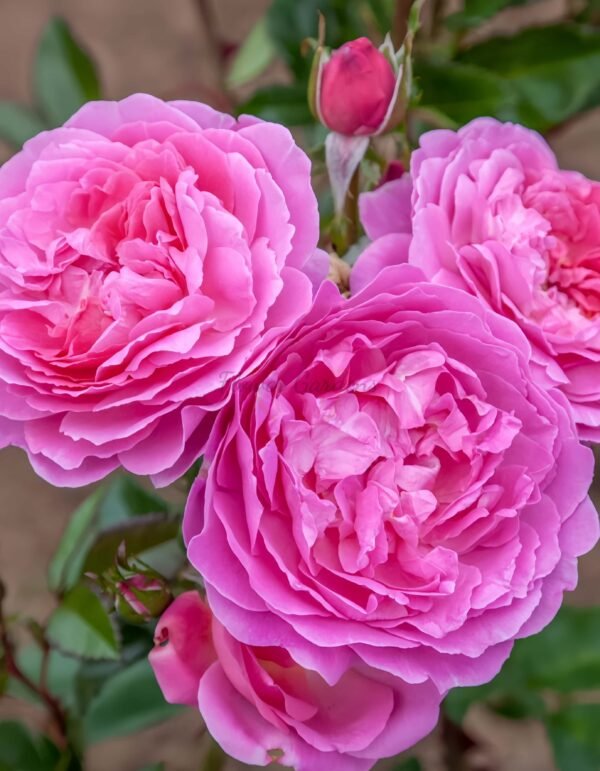 BAle des Anges Romantica Rose丨Flower Gardens