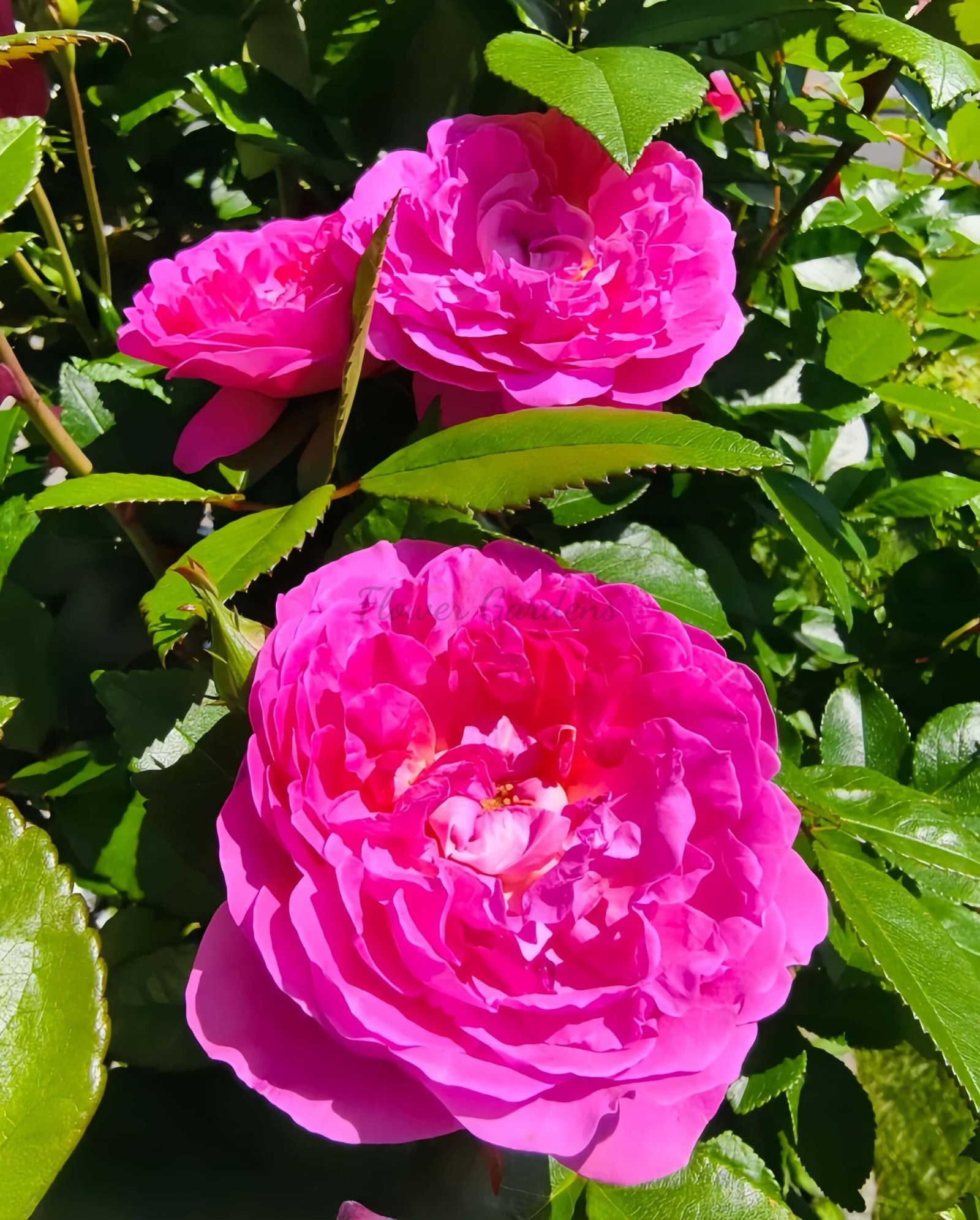 BAle des Anges Romantica Rose丨Flower Gardens