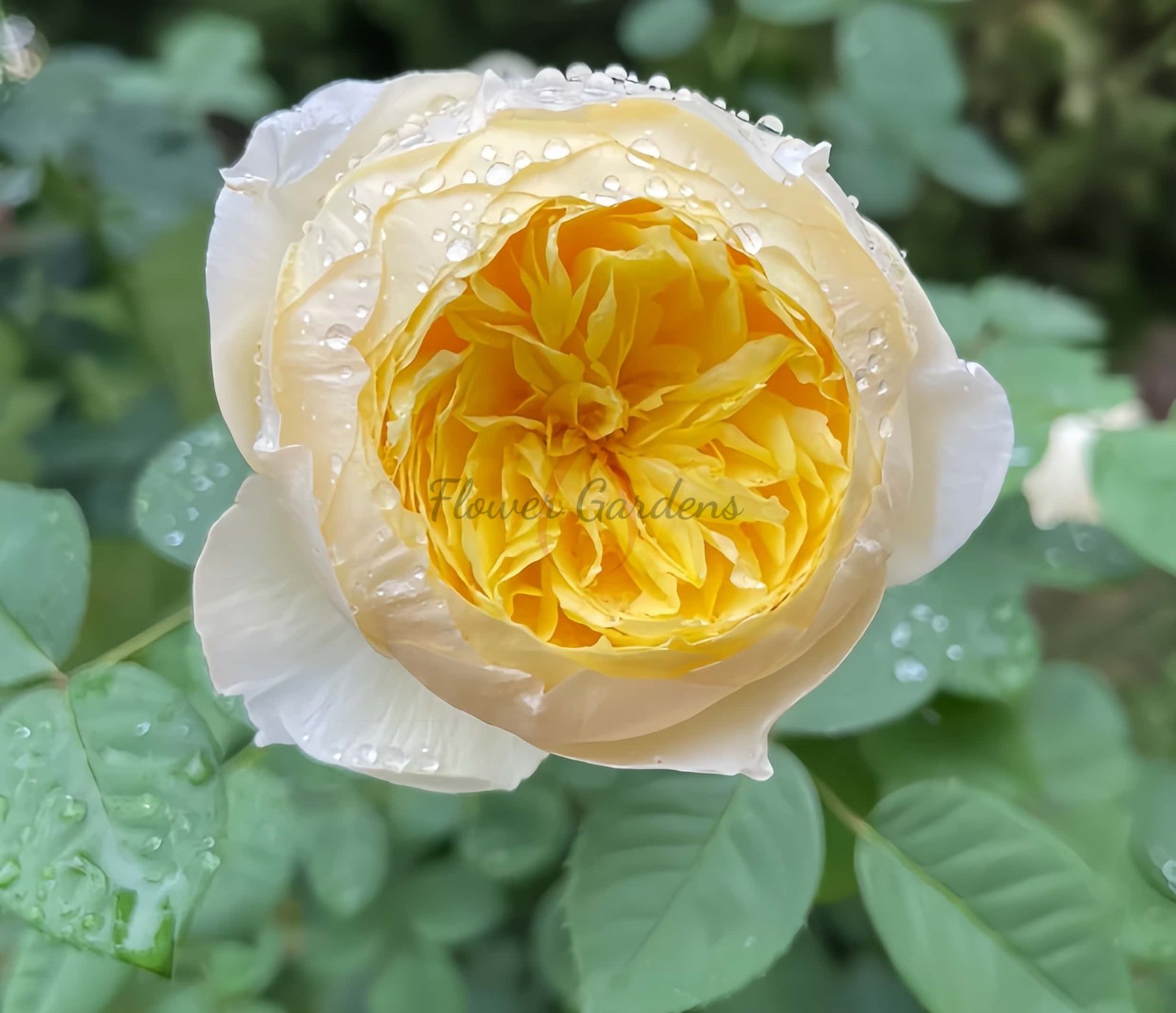 Bird Chirp Rose丨Flower Gardens