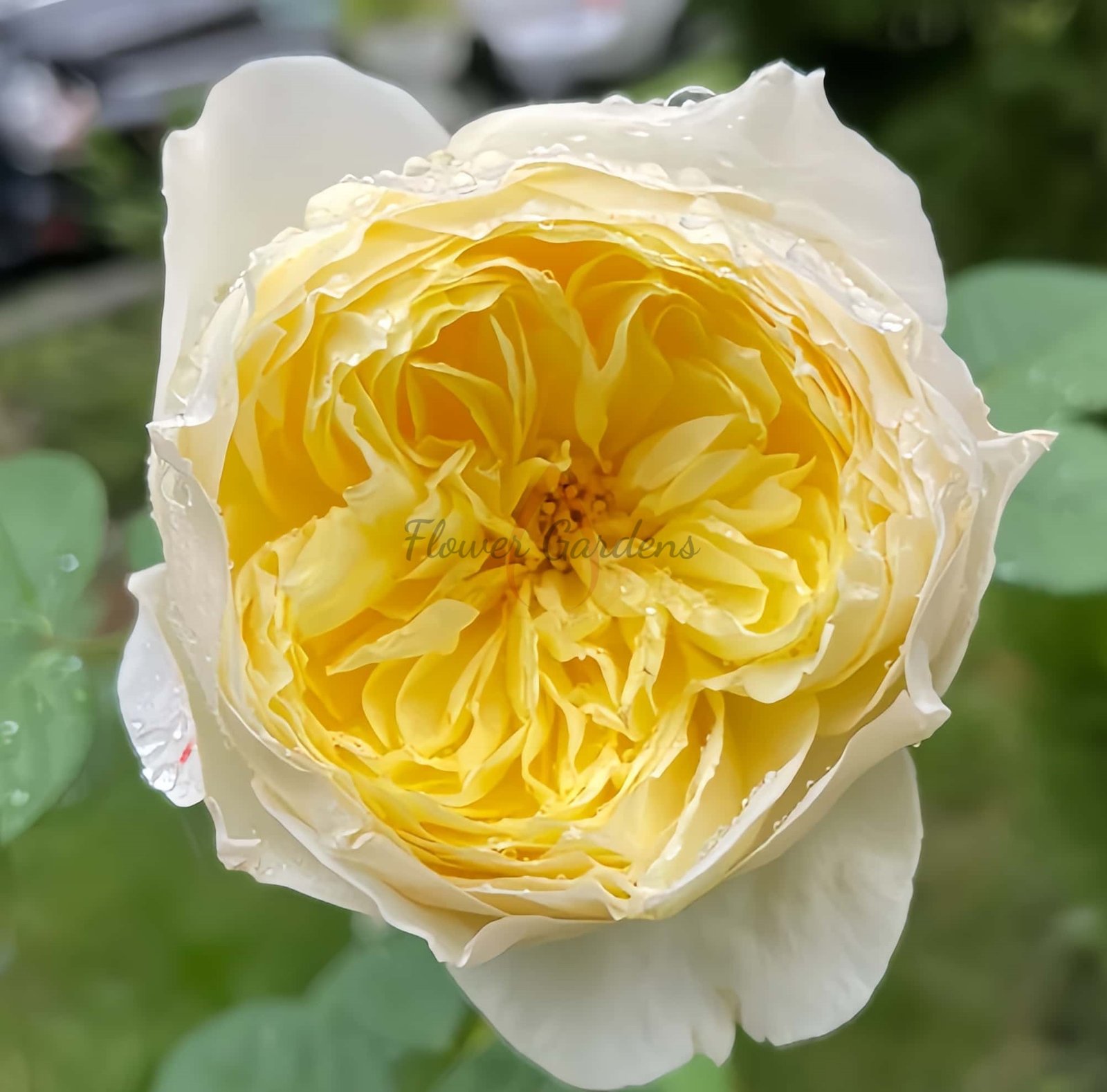 Bird Chirp Rose丨Flower Gardens