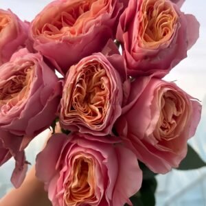 Bit more Rose丨Flower Gardens