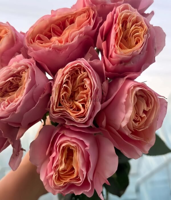 Bit more Rose丨Flower Gardens