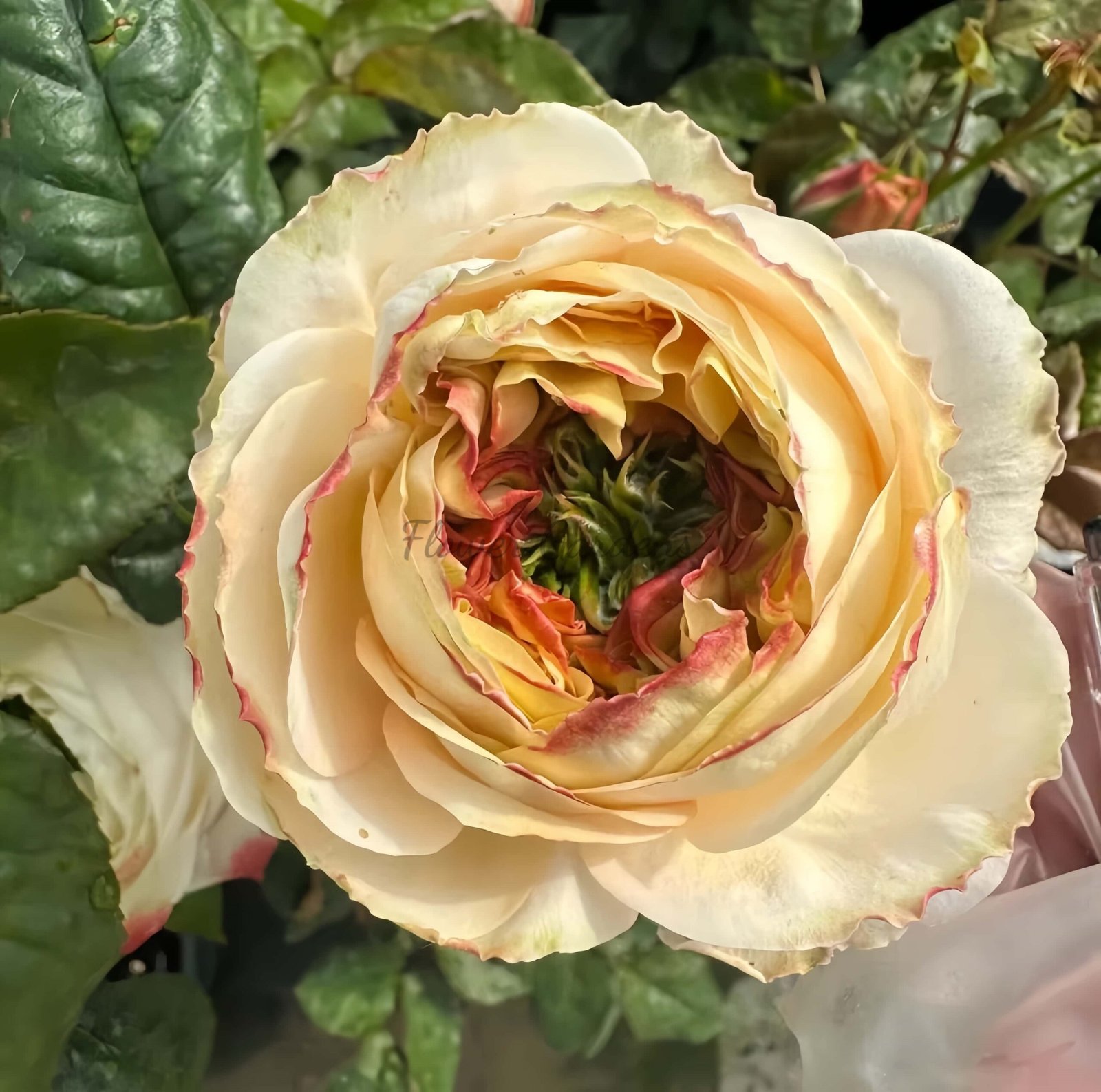 Blush X Pression Rose for sale丨Flower Gardens