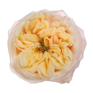 Blush X Pression Rose丨Flower Gardens