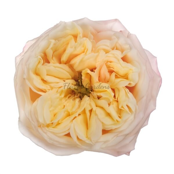 Blush X Pression Rose丨Flower Gardens