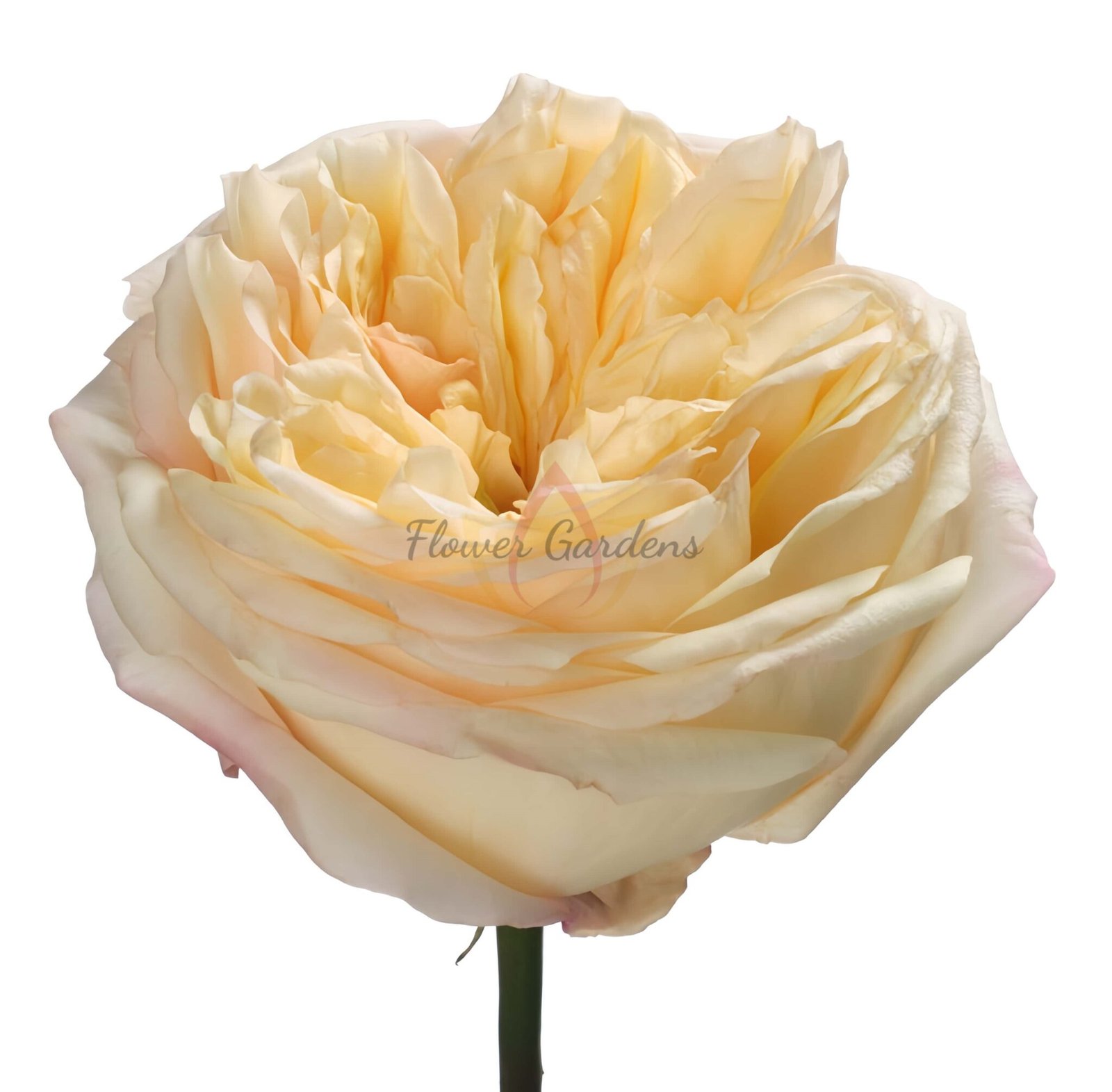 Blush X Pression Rose Plant