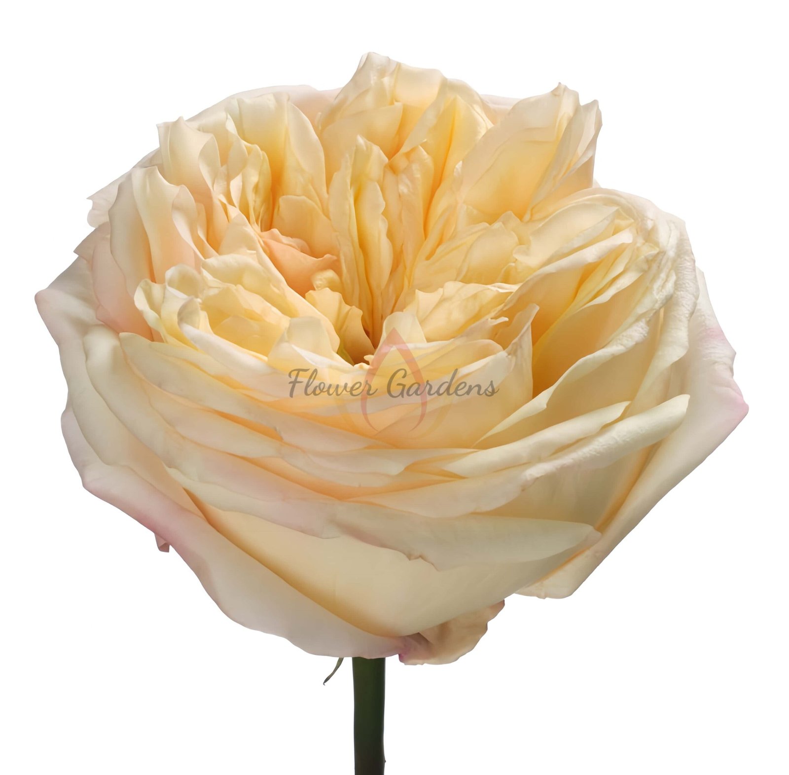 Blush X Pression Rose plant丨Flower Gardens