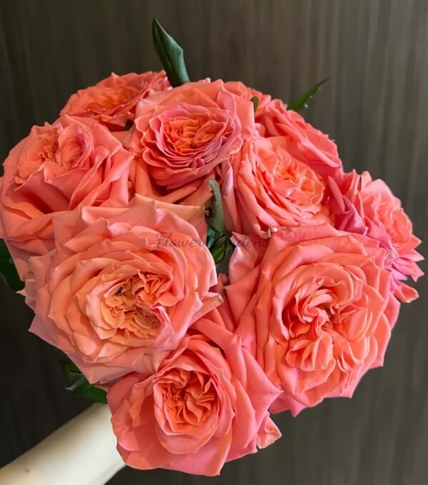 Blushing Reeva Rose for sale丨Flower Gardens