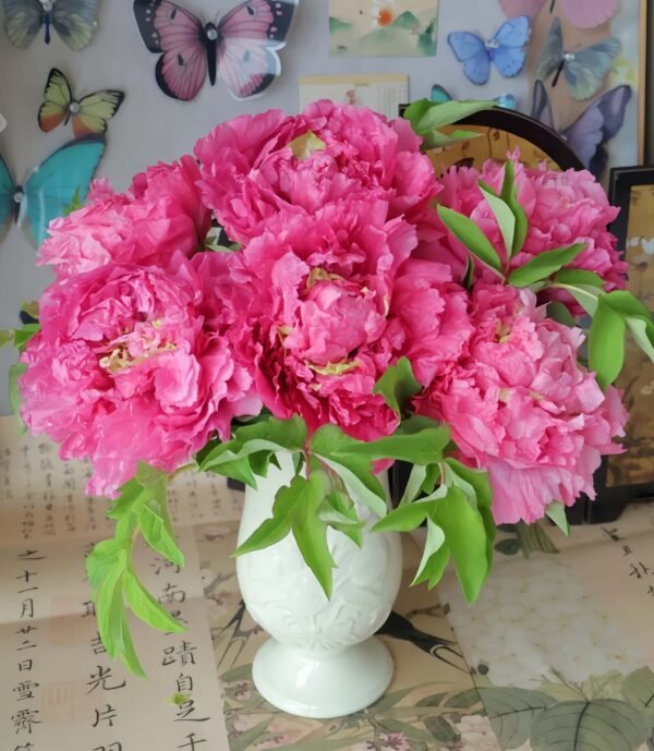 Burning Colors Of Evening Peony Plant 丨Flower Gardens