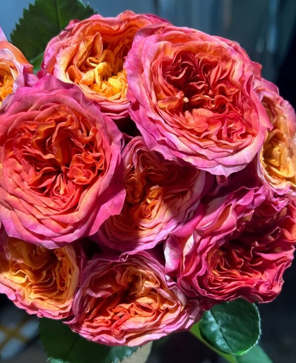 Campari Rose for sale丨Flower Gardens