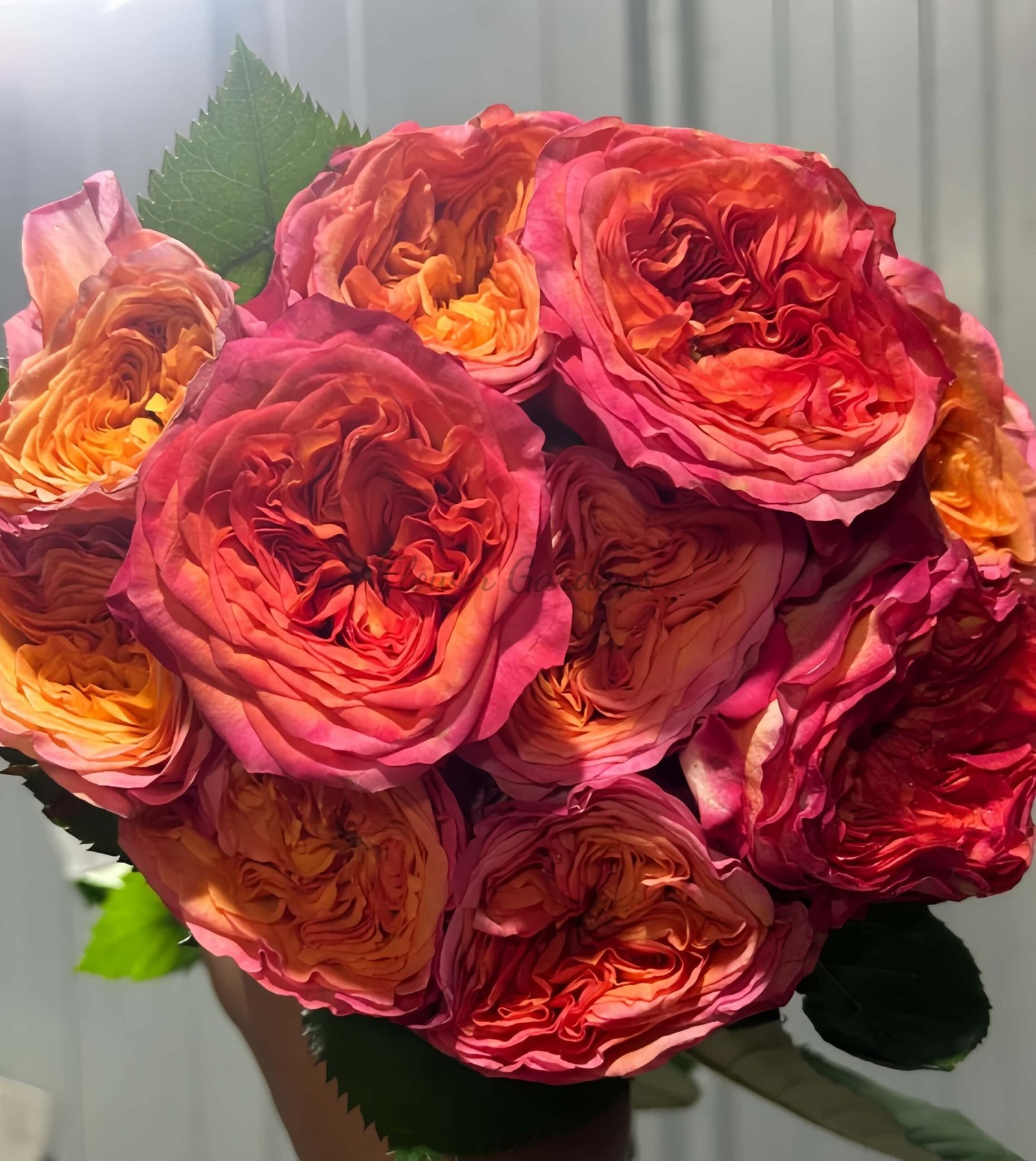 Campari Rose丨Flower Gardens